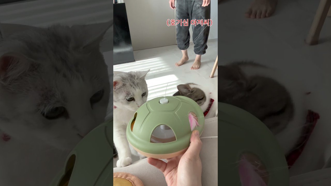 내돈내산 고양이 장난감 리뷰와 재미